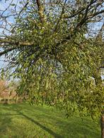 Maretakbessen Viscum album vogellijm mistletoe 40 gr 2026/2, Ophalen of Verzenden, Volle zon, Zaad