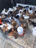 Grote keuze legkippen-krielkippen-sierkippen, Dieren en Toebehoren, Pluimvee, Vrouwelijk, Kip