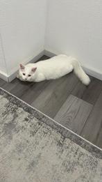 Siberische/Noorse boskat, Kater, Gechipt, 0 tot 2 jaar