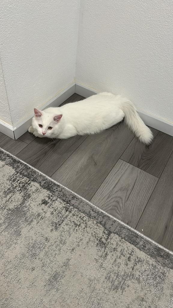 Siberische/Noorse boskat hypoallergeen!, Dieren en Toebehoren, Katten en Kittens | Raskatten | Langhaar, Kater, 0 tot 2 jaar, Gechipt