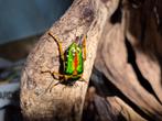 Stephanorrhina guttata larven, Dieren en Toebehoren, Insecten en Spinnen, Overige soorten