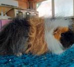 Ch teddy cavia's, Dieren en Toebehoren, Knaagdieren, Mei, Vrouwelijk, Cavia