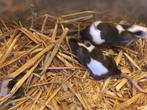 3 dames muisjes, Vrouwelijk, Muis, Tam