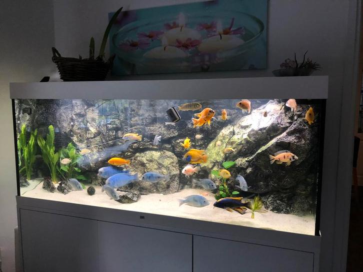 Juwel RIO 450 Aquarium met cichliden., Dieren en Toebehoren, Vissen | Aquaria en Toebehoren, Gebruikt, Gevuld zoetwateraquarium