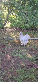 2 lieve zijdehoender hanen, Dieren en Toebehoren, Mannelijk, Kip