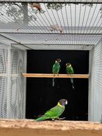 GEVRAAGD Twenty Eight Man, Dieren en Toebehoren, Vogels | Parkieten en Papegaaien, Mannelijk, Parkiet