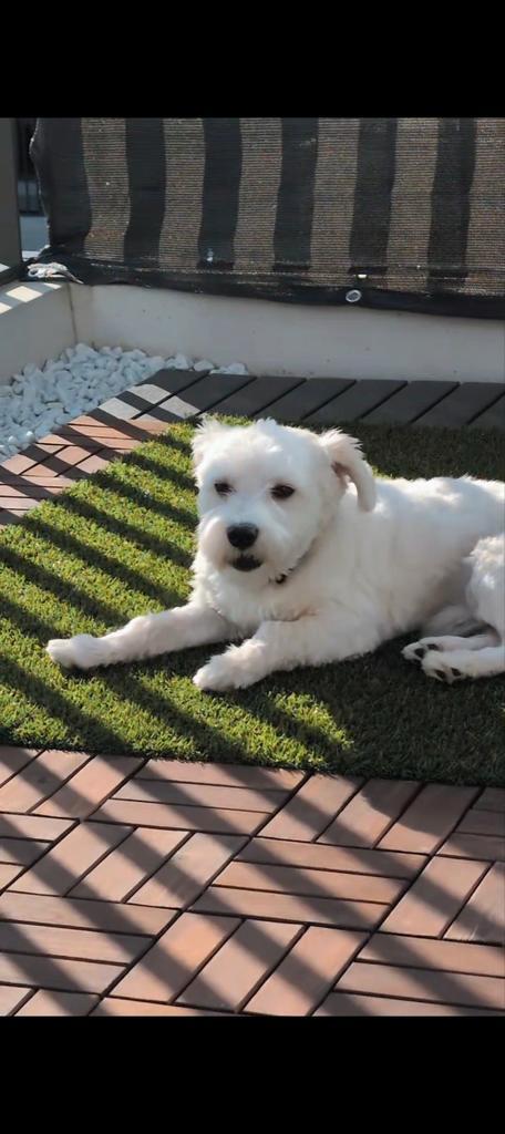 Maltezer, Dieren en Toebehoren, Honden | Chihuahua's en Gezelschapshonden, Reu, Maltezer, Particulier, Eén hond, Nederland, 15 weken tot 1 jaar