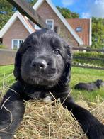 Grote Munsterlander x Leonberger x Landseer pups, Overige rassen, 8 tot 15 weken, Meerdere, Meerdere dieren