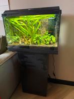 Aquarium 70L met vissen en toebehoren, Ophalen, Gebruikt, Gevuld zoetwateraquarium