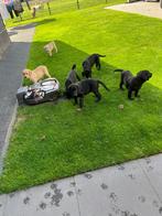 Blonde en zwarte labrador pups, Dieren en Toebehoren, Rabiës (hondsdolheid), 8 tot 15 weken, Labrador retriever, Meerdere