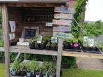Planten - Jam - Courgette, Tuin en Terras, Ophalen, Zomer, Overige soorten, Volle zon