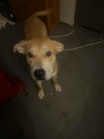 Amerikaanse buldogg/ herder puppy, 15 weken tot 1 jaar, Parvo, Teef, Bulldog