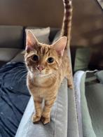 Kittens op zoek naar een fijn thuis, Dieren en Toebehoren, Katten en Kittens | Overige Katten, Meerdere dieren, Kortharig, 0 tot 2 jaar