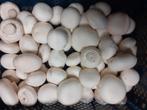 te koop champignons 3kg per krat €5.50 per krat, Ophalen