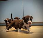 American bully pups te koop, Dieren en Toebehoren, België, Particulier, Rabiës (hondsdolheid), Overige rassen