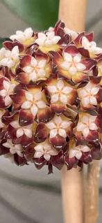 Hoya Callistophyla, In pot, Minder dan 100 cm, Bloeiende kamerplant, Halfschaduw