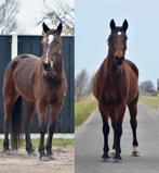 2 leuke draver merries voor de recreatie, Dieren en Toebehoren, Paarden, Merrie, Met stamboom, Zadelmak, 3 tot 6 jaar