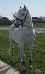 Te koop lieve E pony, familie pony, recreatie, Dieren en Toebehoren, B, Ruin, 11 jaar of ouder, Recreatiepony