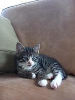 Super mooie lieve speelse tijgerkitten, Dieren en Toebehoren, Kater, Kortharig