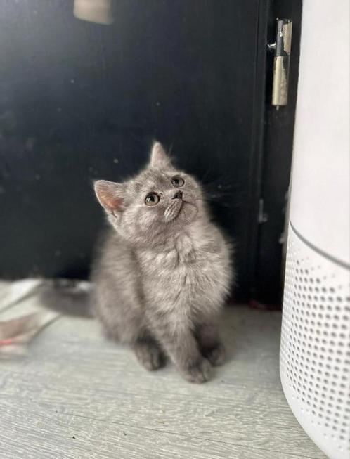 Britse Korthaar Poesje – Blue Shaded (11 weken), Dieren en Toebehoren, Katten en Kittens | Raskatten | Korthaar, Poes, Ontwormd
