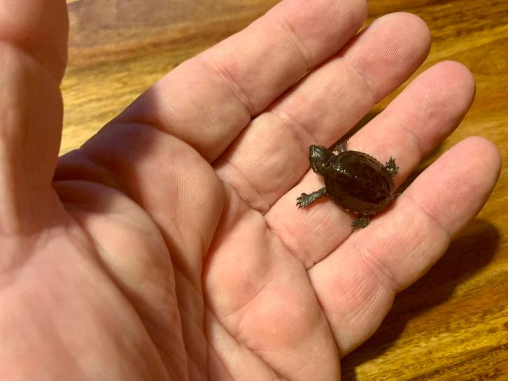 Baby waterschildpadjes, muskusschildpad.