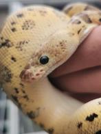 0-1 Ballpython Pastel Clown, Dieren en Toebehoren, Reptielen en Amfibieën, Slang, 0 tot 2 jaar