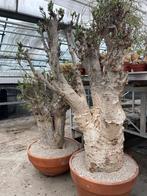 Caudex plant Afrikaanse Baobab (Adansonia Digitata)pot 50cm., Ophalen, 100 tot 150 cm, Overige soorten, In pot