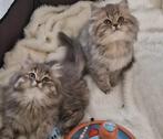 Britse langhaar kittens, Meerdere dieren, Ontwormd, 0 tot 2 jaar