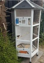 Mooie handtamme schamalijster man correct geringd 25, Dieren en Toebehoren, Vogels | Overige Vogels, Mannelijk, Tropenvogel, Geringd