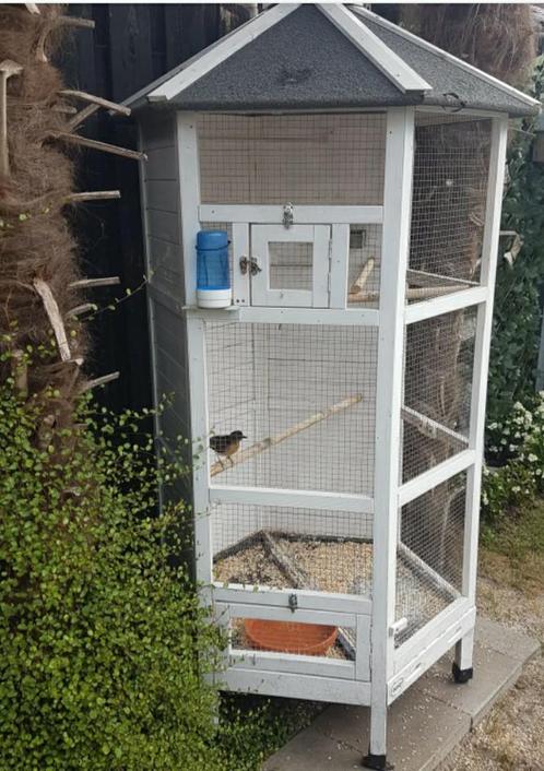 Mooie handtamme schamalijster man correct geringd 25, Dieren en Toebehoren, Vogels | Overige Vogels, Tropenvogel, Mannelijk, Tam