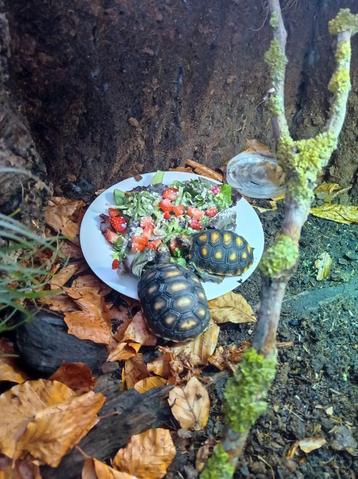 Kolenbranderschildpadden  beschikbaar voor biedingen