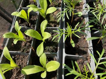Cosmea en goudsbloemen beschikbaar voor biedingen
