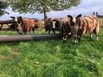 Bonte ooilammeren, Vrouwelijk, Schaap, 0 tot 2 jaar