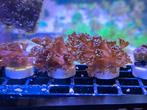 Alveopora Silvery, Dieren en Toebehoren, Vissen | Aquaria en Toebehoren, Ophalen, Gevuld zeewateraquarium, ., Nieuw