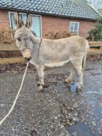 Te leuke ezelmerrie, Dieren en Toebehoren, Overige Dieren, Mei, Vrouwelijk