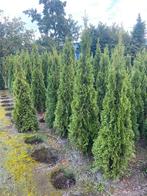 Haagconiferen thuya Brabant 160cm€6 smaragd 2m€10 Photinia€2, Ophalen, Conifeer, 100 tot 250 cm