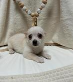 Pomchi pup 🐻🐾💕 teefje puppy pomeriaan x chihuahua, Dieren en Toebehoren, Honden | Chihuahua's en Gezelschapshonden, Rabiës (hondsdolheid)