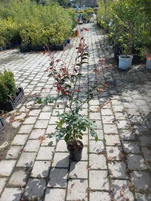 Rode beuken , fagus atropunicea, Tuin en Terras, Planten | Struiken en Hagen, Beukenhaag, 100 tot 250 cm, Ophalen