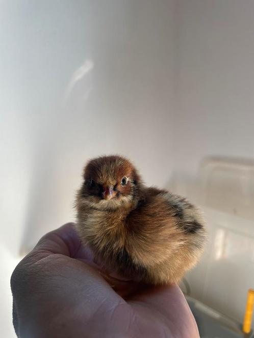 Broedeieren Barnevelder dubbel gezoomd, Dieren en Toebehoren, Pluimvee | Toebehoren, Nieuw, Overige typen, Ophalen