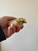 Zijdehoen kriel kuikens, Dieren en Toebehoren, Pluimvee, Geslacht onbekend, Kip