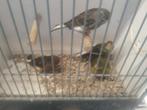 Kanaries, Dieren en Toebehoren, Meerdere dieren, Kleurkanarie