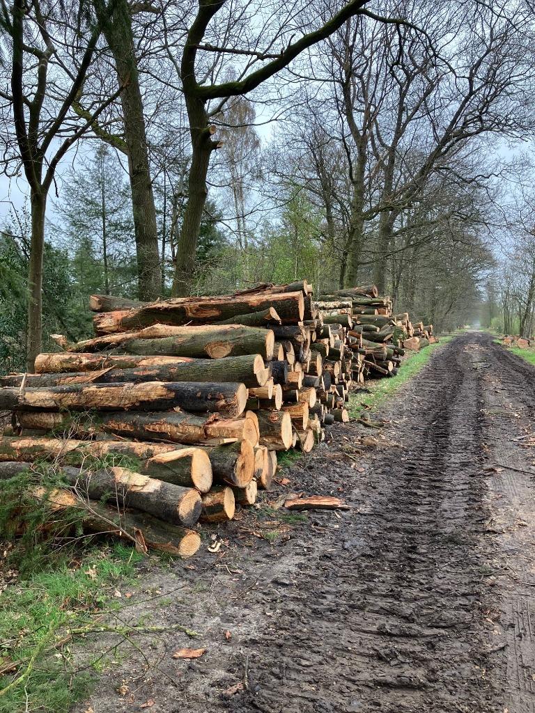 Partij Openhaardhout/Brandhout/Kachelhout Boomstammen OP=OP, 6 m³ of meer, Verzenden, Eikenhout, Stammen