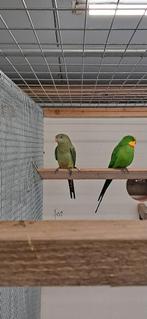 2 Barraband Parkieten, Dieren en Toebehoren, Vogels | Parkieten en Papegaaien, Mannelijk, Parkiet, Geringd