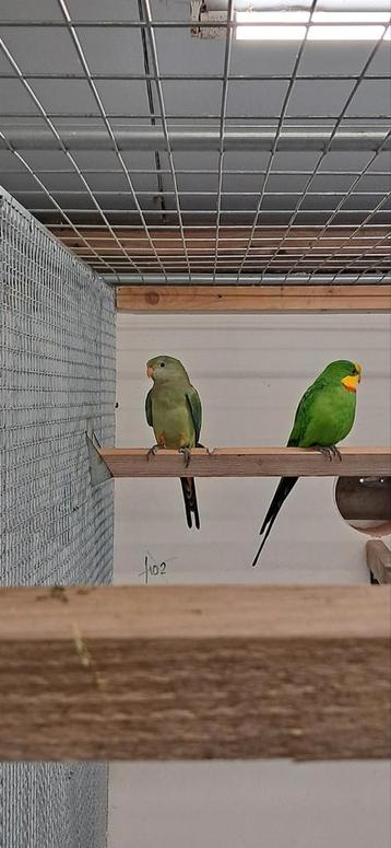 2 Barraband Parkieten  beschikbaar voor biedingen