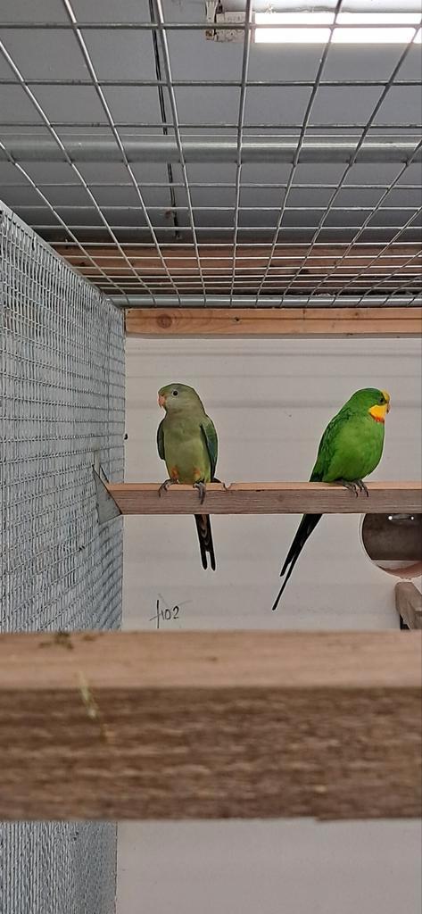 2 Barraband Parkieten, Dieren en Toebehoren, Vogels | Parkieten en Papegaaien, Parkiet, Mannelijk, Geringd