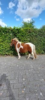 shetlander vosbonte merrie minipony 81cm, Dieren en Toebehoren, Merrie, Niet van toepassing, A pony (tot 1.17m), 0 tot 2 jaar