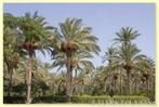 7 x Phoenix Dactylifera palm boom zaden (dadel palm), Tuin en Terras, Bloembollen en Zaden, Ophalen, Gehele jaar, Zaad
