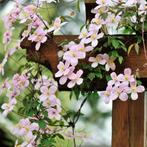 CLEMATIS Montana, 4 soorten, Klimplanten ( nu Planttijd ), Tuin en Terras, Planten | Tuinplanten, Ophalen of Verzenden, Klimplanten