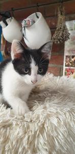 Kittens