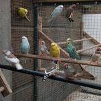 Parkieten, Dieren en Toebehoren, Vogels | Parkieten en Papegaaien, Meerdere dieren, Parkiet